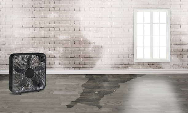 Best Water damage restoration experts  in Southside Place, TX